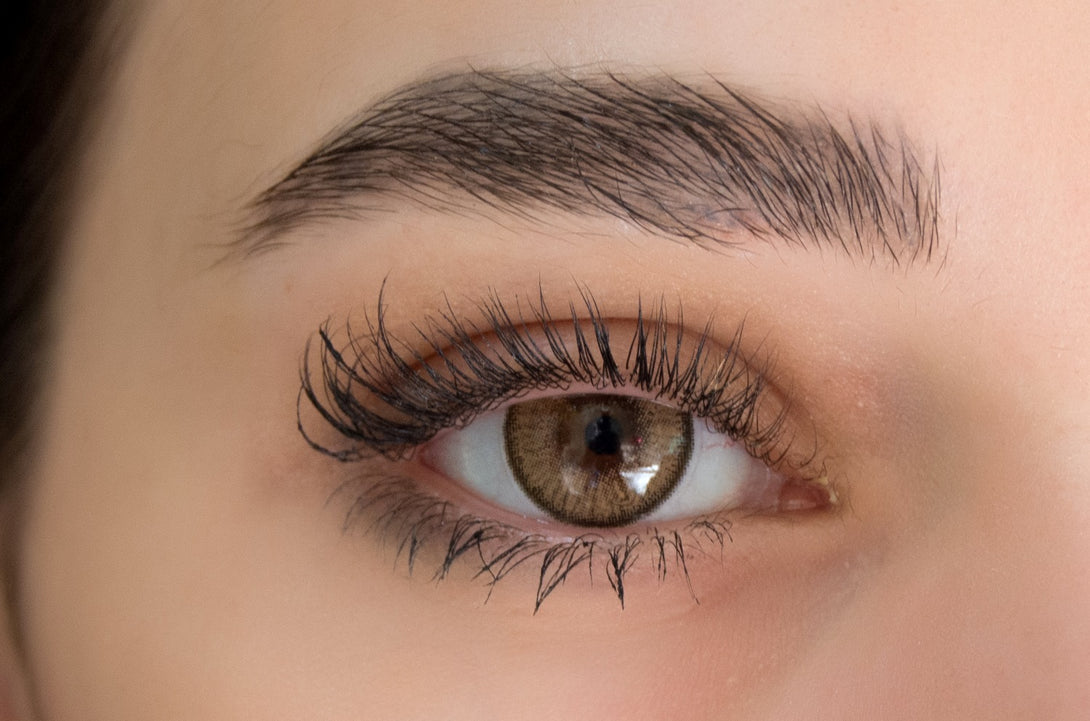 Bee Contour Brown Colored Contact Lenses